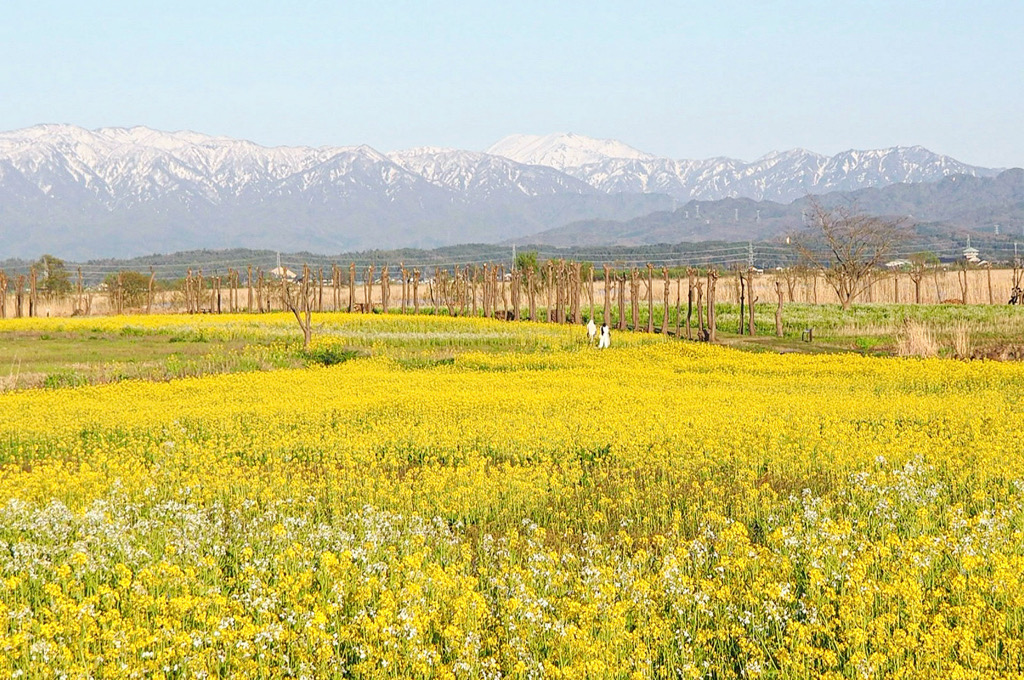 菜の花と飯豊連峰