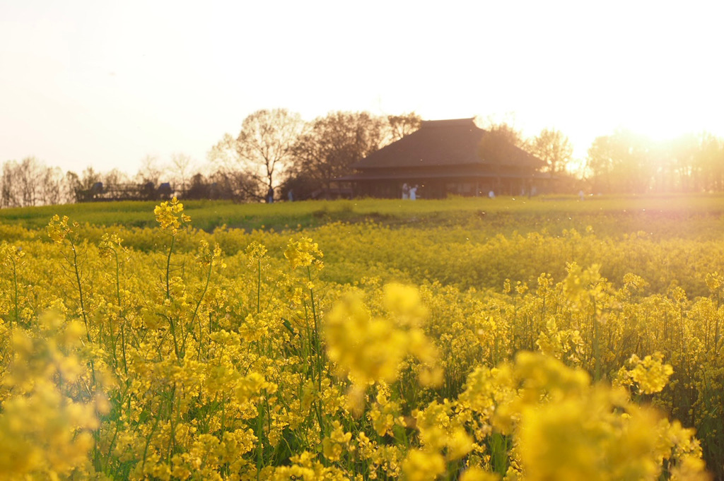 福島潟の菜の花